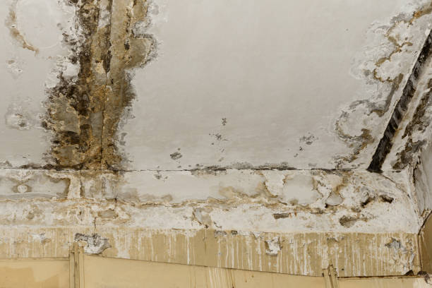 Mold Prevention & Removal